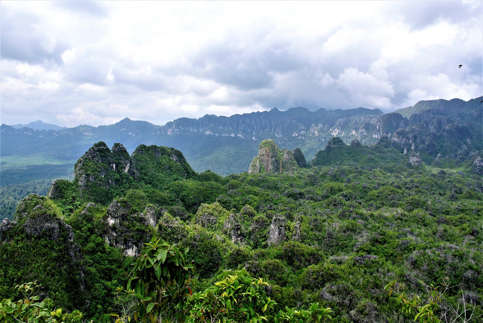 The Sangkulirang–Mangkalihat karst cliffs and jungle of East Kalimantan, Borneo